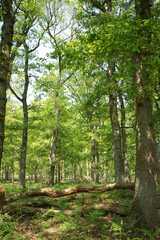 diersfordter wald