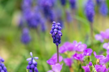 Blue Muscari flower in the garden during spring. Slovakia