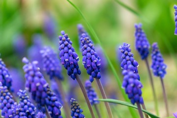 Fototapeta premium Blue Muscari flower in the garden during spring. Slovakia