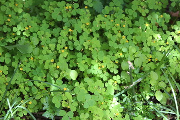 Fototapeta premium HOJAS DE TREBOL