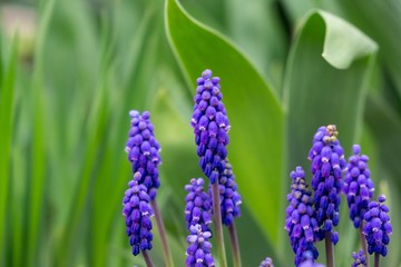 Fototapeta premium Blue Muscari flower in the garden during spring. Slovakia
