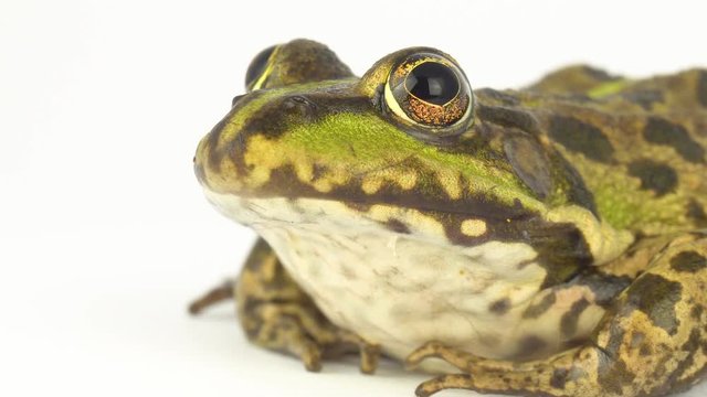 Frog toad green on white background
