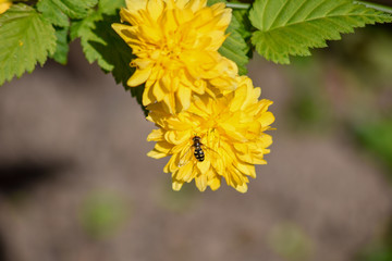 yellow flowers insect