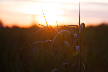 Grass against the sky and sunset