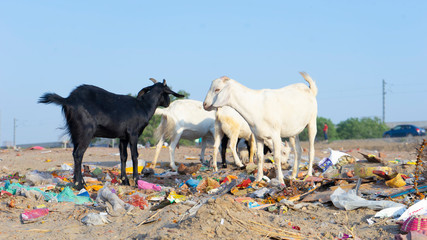 Animal too need social bonding to grow healthier