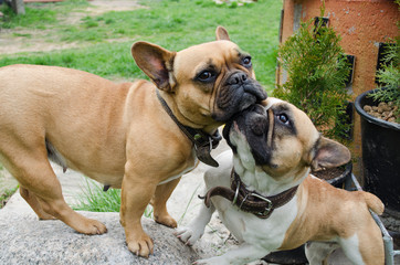 French Bulldog. beautiful little dog. calendar background. dog on green grass