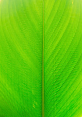 green leaves pattern. natural tropical plant background.