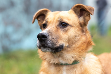 Portrait of a large red dog, head on a blurred natural background.