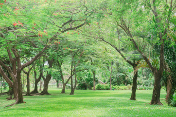 forest green many trees fresh nature background at out door in the park in city for relax area good breath healthy. green environment garden ozone oxygen save world.