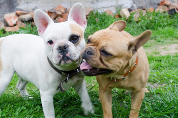 Fototapeta premium French Bulldog. beautiful little dog. calendar background. dog on green grass