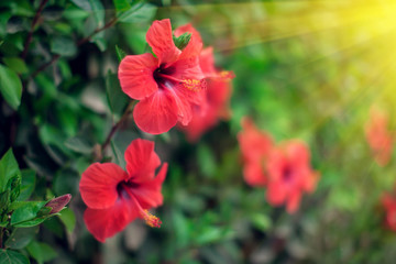 Red hibiscus(karkade) plant in the garden