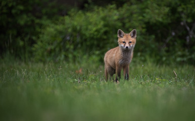 Cute adorable baby red fox in open field
