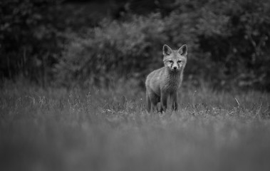 Cute adorable baby red fox in open field