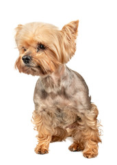 Dog Yorkshire Terrier