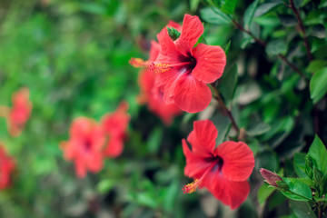 Red hibiscus(karkade) plant in the garden