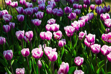 Purple and white spring tulips blooming in a garden
