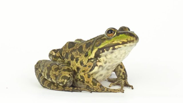 Frog toad green on white background