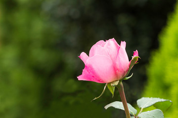 Pink rose on a natural on blurred background. Nature.