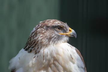 Sakerfalke