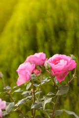 Pink roses on a natural on blurred background. Nature.