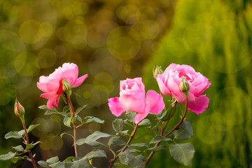 Pink roses on a natural on blurred background. Nature.