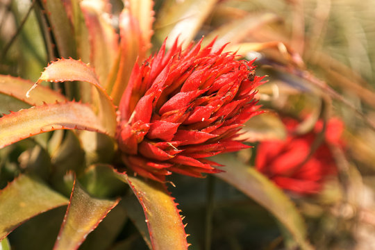 Aechmea recurvata