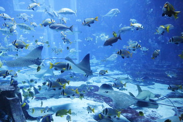 Fototapeta na wymiar sea ​​fish and stingrays in a large aquarium