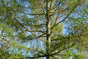 Green branches of the tree larch in spring sunny day in garden. Background