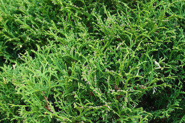 Cypress tree branch is evergreen coniferous tree. Macro of cypress branch with cones. Background. Close-up