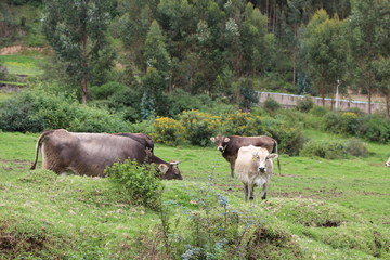 VACAS