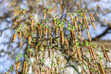 Naklejka premium branches of a brich tree