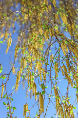 branches of a brich tree