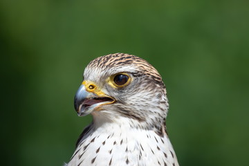 Sakerfalke