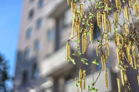 branches of a brich tree