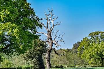 tree