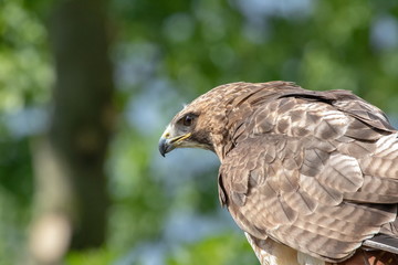 Bussard