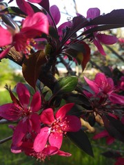 flowers in the garden, flowers, nature, color, spring