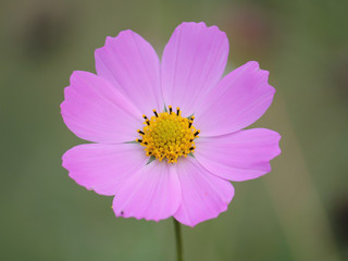 Obraz premium Purple cosme flower against a green garden