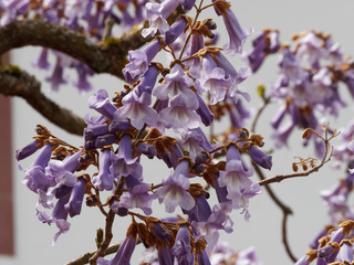 Pale lilac flowers on bare branchesof paulownia sit on erect panicles and stand up like foxgloves (Paulownia tomentosa)  