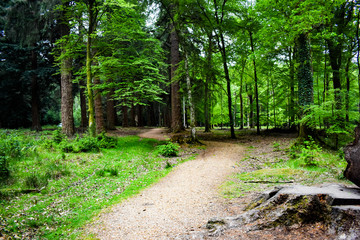 Fototapeta premium path tree