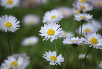 Obraz na płótnie Canvas Daisy flowers