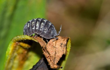 A purple Sow bug, or Pill bug (Oniscidea) perched on a dying plant leaf in Houston, TX.