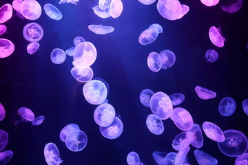 Fototapeta na wymiar jellyfish in a large aquarium