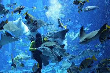 diver feeds sea fish and stingrays in a large aquarium