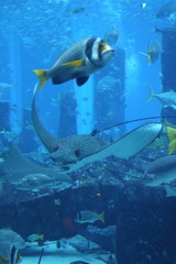  sea ​​fish and stingrays in a large aquarium