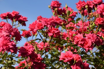 Fototapeta premium molte rose rosse fiorite