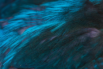 Beautiful kingfisher feathers background