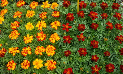 Flower seedlings in pots at the farmers market.orange and maroon marigolds.