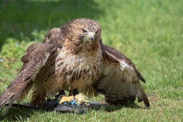 Bussard