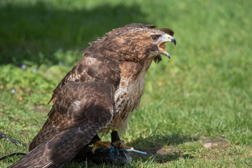 Bussard